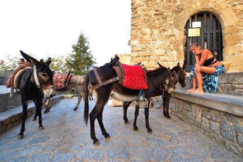 Image result for Person On a Donkey Side View