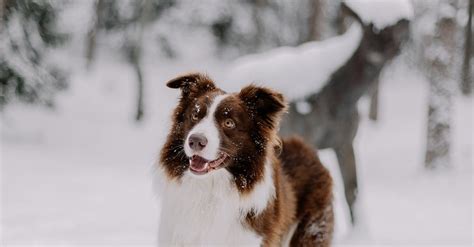 Image result for Boder Collie in the Snow