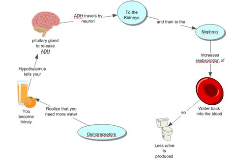 Image result for Negative Feedback Loop Water Cycle