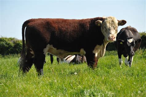 Image result for Cow Hereford Cattle