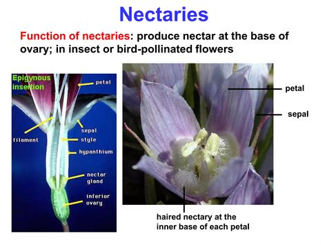 Plant reproduction | PPTX
