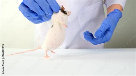 Vet Tech with Lab Mouse に対する画像結果