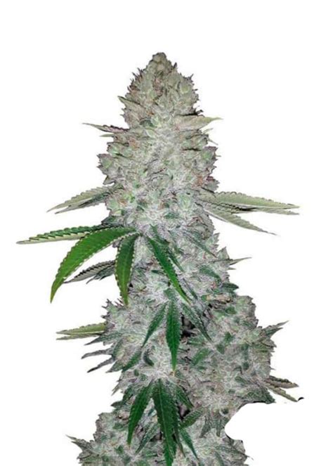 Image result for Autoflower Strains