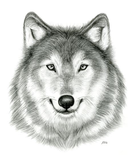 Realistic Wolf Head Drawings
