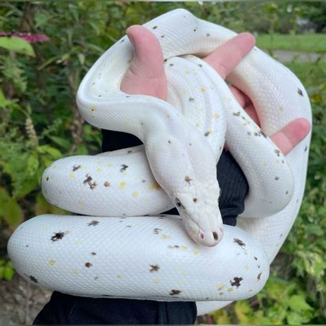 Image result for Golden Child Retic Python