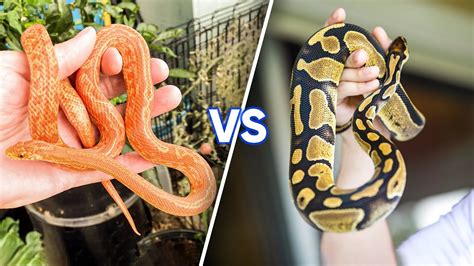 Image result for PRT City Python's Corn Snake