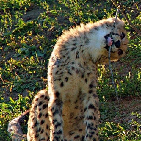 Afbeeldingsresultaten voor Asadrith