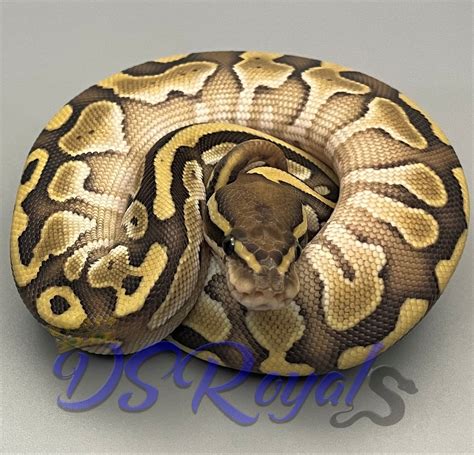 Afbeeldingsresultaten voor Het Ghost Ball Python