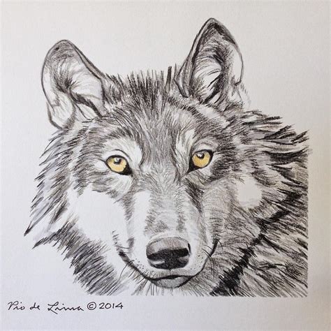 Afbeeldingsresultaten voor Timber Wolf Drawing