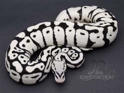 Image result for Panda Ball Python E