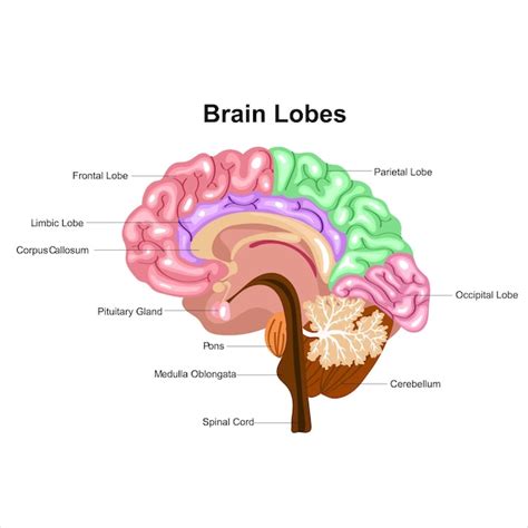 Image result for Brain Structure Side View