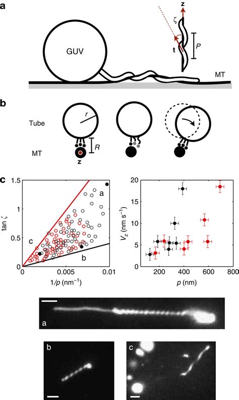 Afbeeldingsresultaten voor Manufacturing Defects Found in Helical Spring
