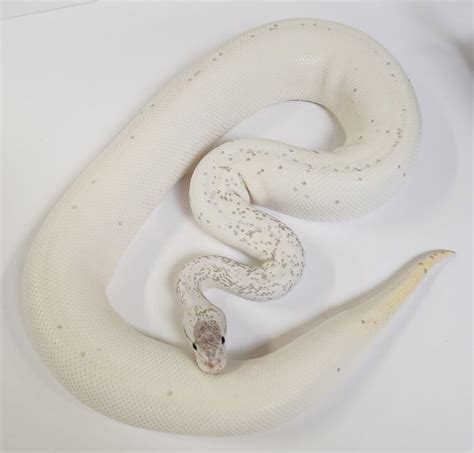 Résultat d’images pour Ivory Spider Ball Python