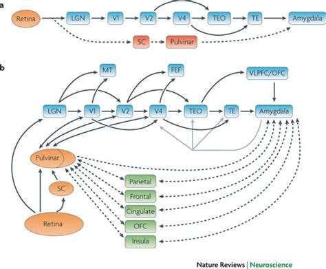 Visual Processing Pathway に対する画像結果