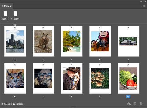 Image result for InDesign Adobe Margins