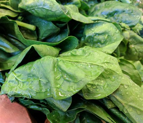 Image result for Spinach Leaves Images without Colour