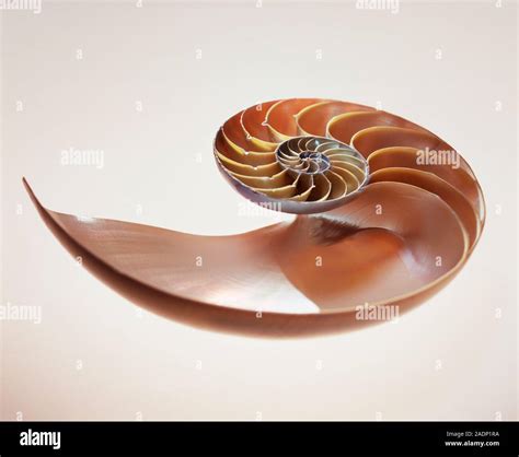 Image result for Nautilus Shell Matrix Multiplication by Vector