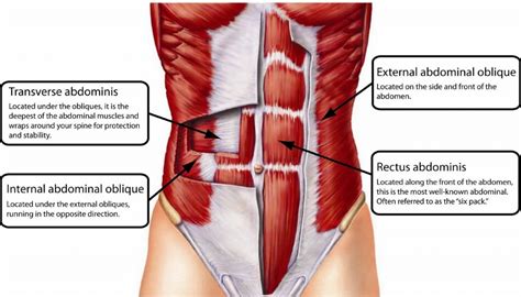 Abdominals & Core, Anatomy Explained
