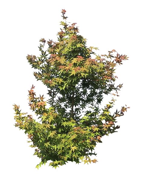 Remove Background Tree に対する画像結果