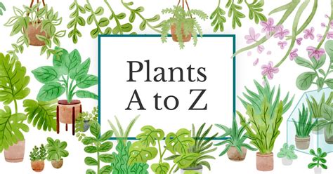 Plants Names and Pictures に対する画像結果