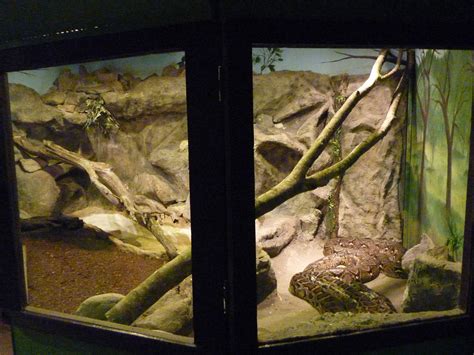 Toradh íomhá ar Zoo Python Exhibit