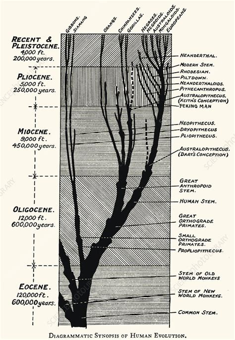 Image result for Example of Human Evolution