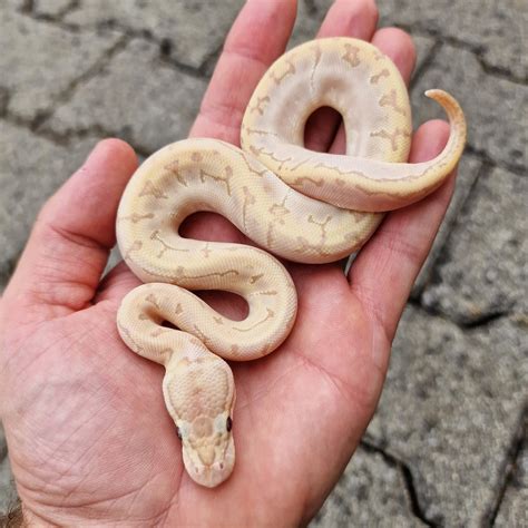 Image result for Bamboo Ultramel Ball Python