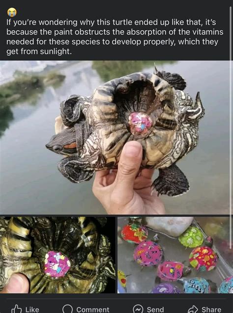 Image result for Bumpy Painted Turtle Shell