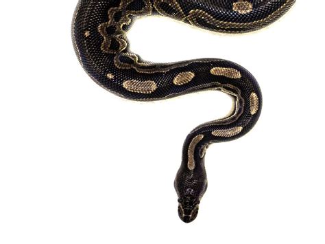 Afbeeldingsresultaten voor Python Head in a Game