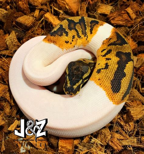 Image result for Pumpkin Pie Ball Python
