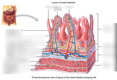 Image result for Labeling Microscopic Diagram of the Small Intestine