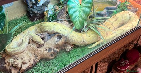 Toradh íomhá ar Colchester Zoo Python