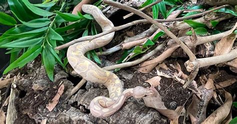 How Many Gallon Tank for Ball Python に対する画像結果