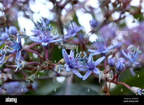 Toradh íomhá ar Briad Hydrangea Broad