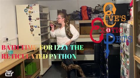 Image result for Big Reticulated Python Handling