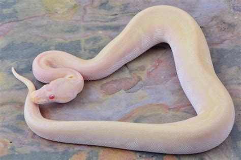 Red Eye Python に対する画像結果