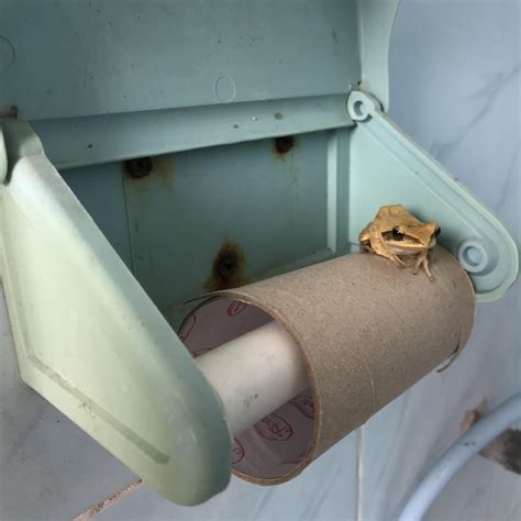 Log in Toilet에 대한 이미지 결과