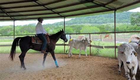 Image result for Horseback Sorting Cattle