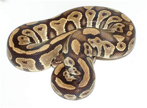 Toradh íomhá ar Bongo Ball Python