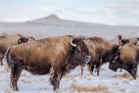 Afbeeldingsresultaten voor Types Bison
