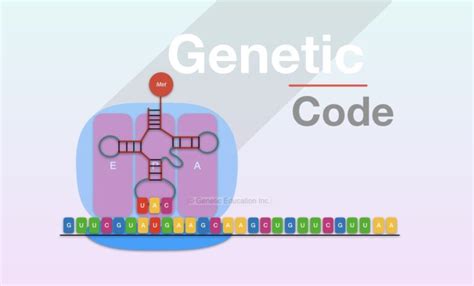 Image result for Genetic Code Example