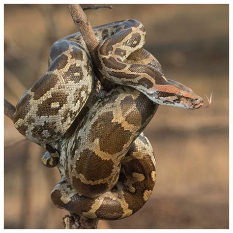 Image result for Indian Rock Python