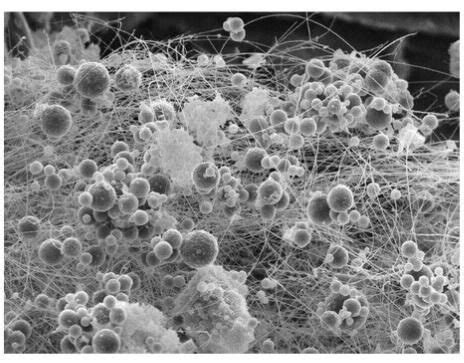 Scanning Electron Microscope Image Gallery に対する画像結果