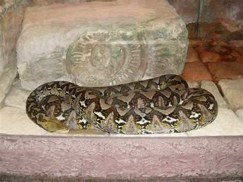 Image result for Reticulated Python Zoo