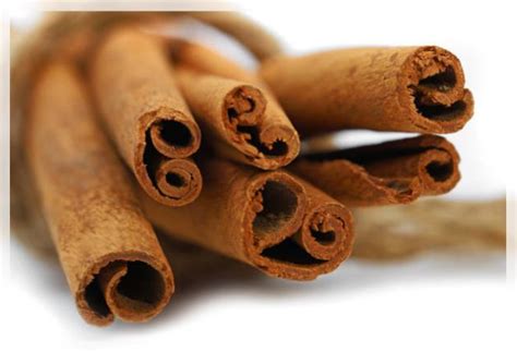 Image result for Cinnamon Tree Climate