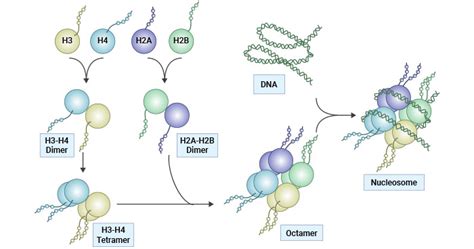Afbeeldingsresultaten voor Histone Structure Histidine