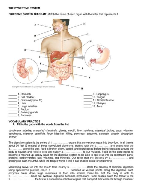 Image result for Digestive System WebQuest Answer Key