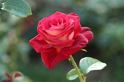 Rose PowerPoint Background に対する画像結果