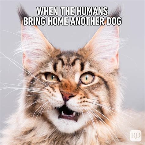 What Meme Green screen に対する画像結果