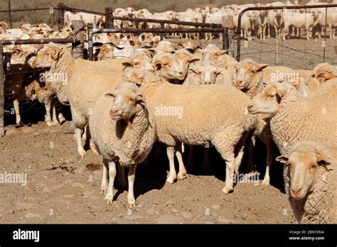 Afbeeldingsresultaten voor African Sheep